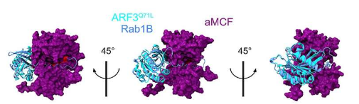 细胞内机制被证明会促进致命细菌感染的传播