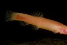 洞穴鱼照亮黑暗的哺乳动物历史
