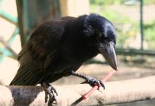 新喀里多尼亚乌鸦可以结合物体构建新的复合工具
