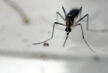 蚊子正在吃塑料为什么这是一个大问题