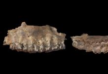 化石暗示原始人类在30万年前通过“绿色”阿拉伯半岛迁移