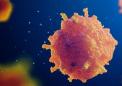 细胞信号洞察有助于寻找有效的抗癌药物