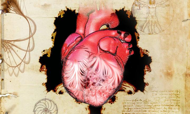 研究人员首次描述的肌肉结构对于心脏功能至关重要