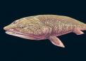 肺鱼鳍揭示了它的四肢是如何进化