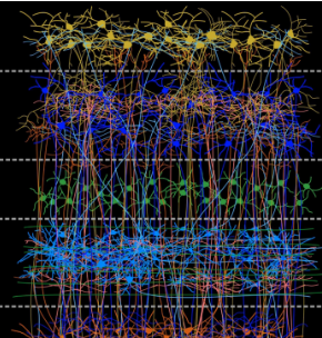 研究人员发现令人惊讶的禽脑组织