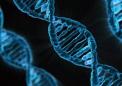 抗惊厥药可修饰DNA构象并与染色体蛋白相互作用