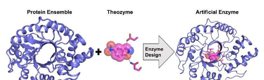 突变体的兴起 改进酶设计方法的新研究