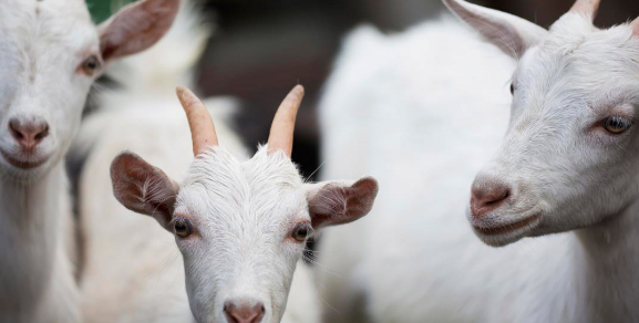 益生菌可预防山羊的胃肠道寄生虫病