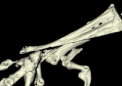 突破性的化石组织揭示了鸟类蹲伏腿的逐渐进化