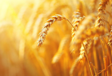 研究人员发现大麦的抗糖尿病潜力