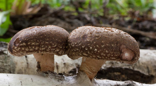蘑菇是预防神经退行性疾病的好方法