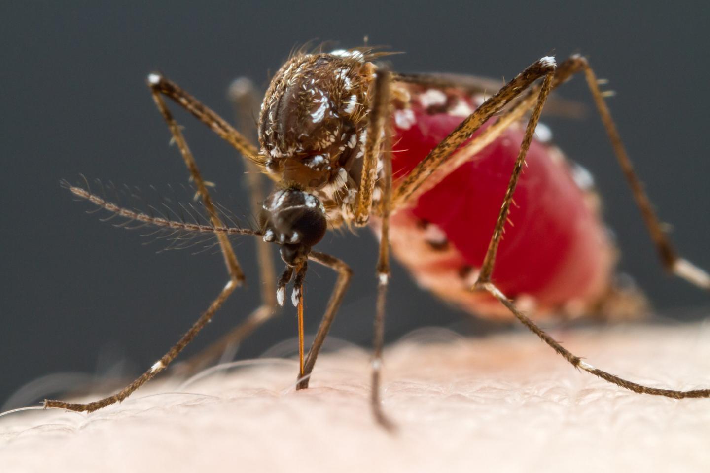 蚊子对血液的嗅觉可追溯到四种神经元