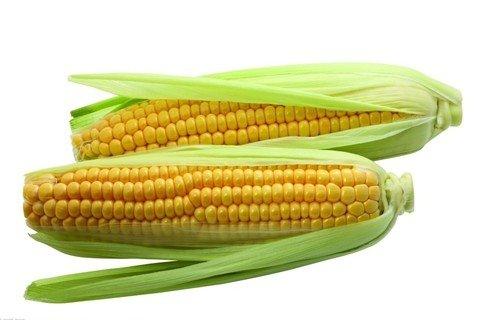 伊利诺伊州的研究将土壤氮水平与玉米产量和氮素损失联系起来