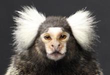 猴子研究表明他们像人类一样可能会自我驯化