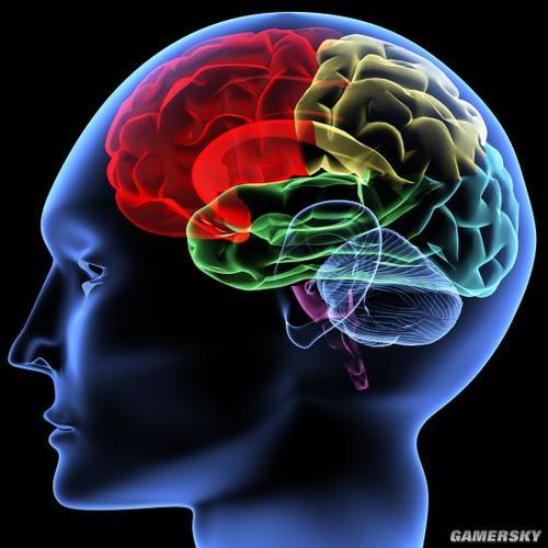 人脑对话的新模型可以为脑疾病与认知研究提供参考