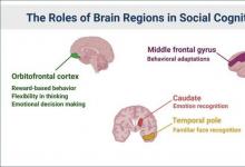定期的社交活动与老年人更健康的大脑微观结构有关
