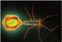 科学家发现针对分枝杆菌噬菌体攻击的前噬防御机制