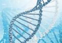 国际研究人员发现了与生殖成功相关的遗传变异