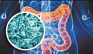肠道中的微生物可以防止有害的辐射暴露