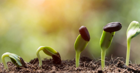 研究人员解释了为什么决定作物生长的是根而不是茎