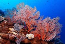 研究人员发现一种新的光响应行为可能会影响珊瑚的生活