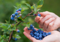 科学家发现每天吃一杯蓝莓可以预防心脏病和癌症