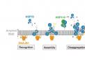 分子伴侣如何溶解与帕金森氏病有关的蛋白质聚集体