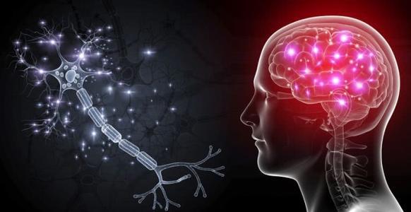 研究人员产生了对支持神经活动至关重要的脑细胞类型