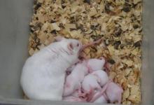在小鼠中怀孕期间镉的暴露与雌性后代的肥胖有关