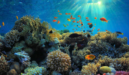 科学家正在养殖珊瑚礁以增加其生存率