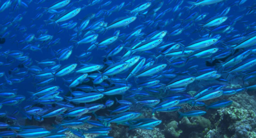 海水中氧气含量的降低会影响海洋物种的发展
