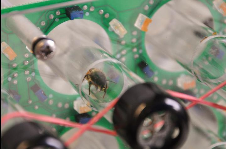 研究发现孤独的蜜蜂天生具有内部时钟