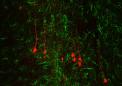 胶质瘢痕形成后会将反应性星形胶质细胞转化为神经元 