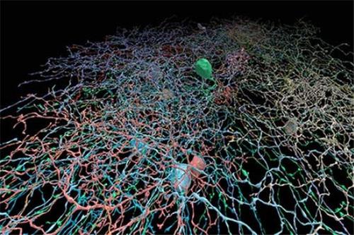 运动皮层中神经元的种群动态在达到和掌握行为过程中有很大差异