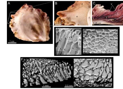 牡蛎产生按物理过程组织的3-D结构