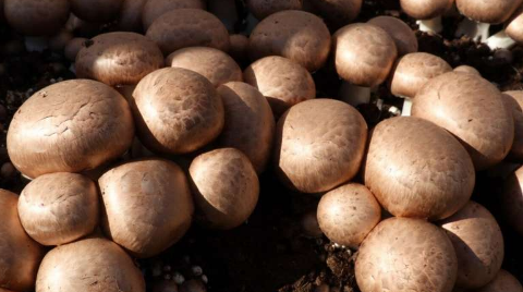蘑菇栽培产生的废物重量是其重量的三倍