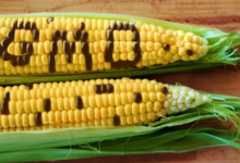 转基因玉米推动了危险农药的使用
