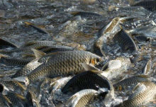 泰国的研究确定了社区淡水鱼储备的益处