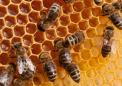 杀菌剂正在导致濒临灭绝的大黄蜂种群减少