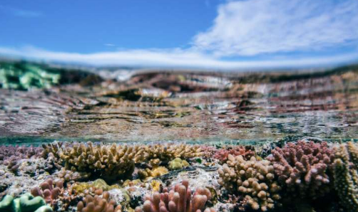 珊瑚的气味是珊瑚礁健康的指标