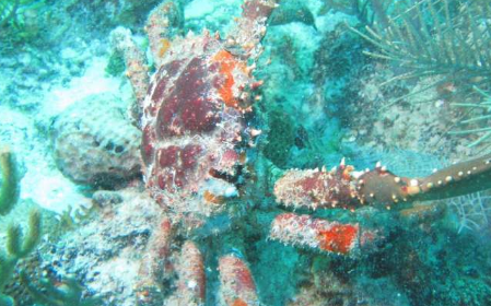 用海藻咀嚼的螃蟹如何帮助拯救珊瑚礁