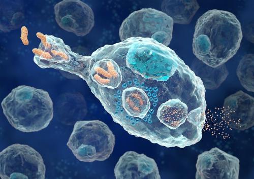 乳腺癌研究发现巨噬细胞如何导致治疗性弱点