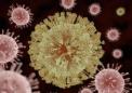 动物研究表明寨卡病毒可能会影响成年大脑