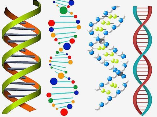 研究发现铁片可能会破坏DNA