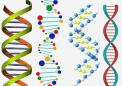研究发现铁片可能会破坏DNA