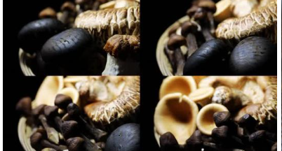 蘑菇补品可能是解决肥胖的一种方法