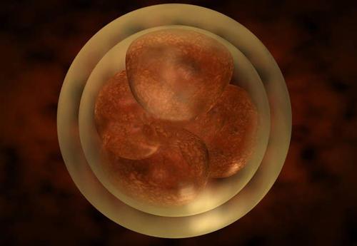 胚胎发育过程中的突变和染色体缺失/重复会导致自闭症风险
