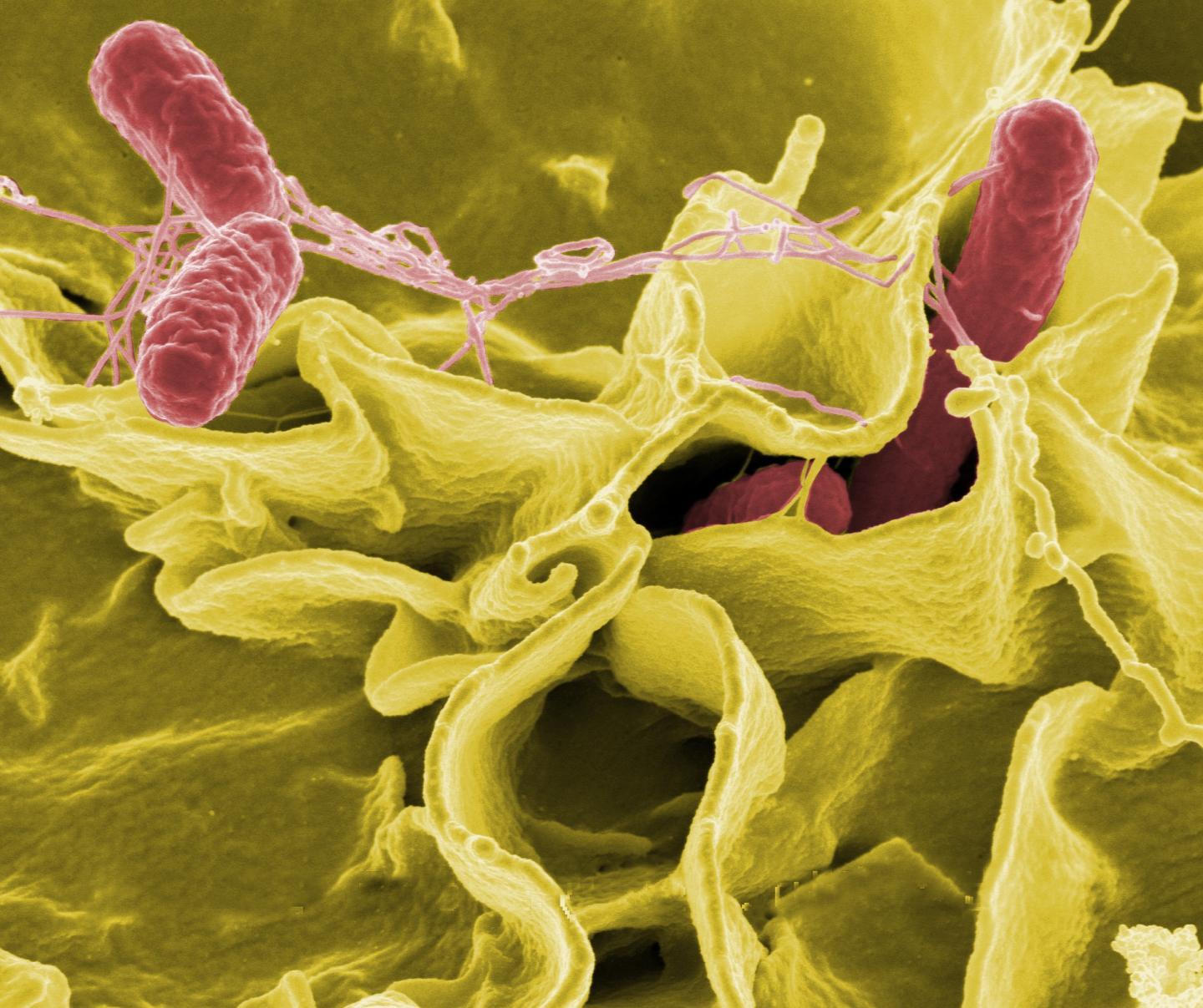 科学家研究沙门氏菌的游泳行为作为感染的线索