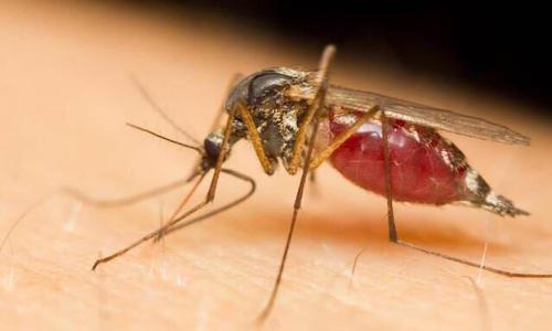 气候变化可能意味着可能会产生更多危险的蚊子