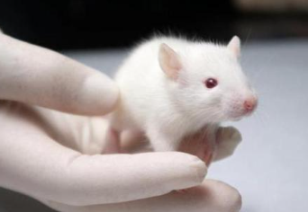 NSAIDs抑制小鼠抗体和对SARS-CoV-2感染的炎症反应